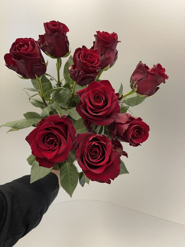 Offer #60984561760789166