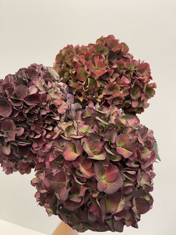 Offre #82795131728931147