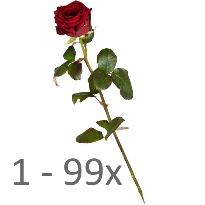 De 1 à 99 roses ○ Blumen Maarsen Berne Suisse Fleuriste