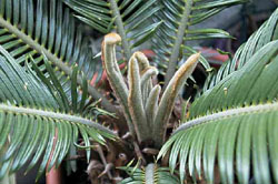 Cycas Revoluta. Quelle: http://www.pflanzen.onlinehome.de/balkon/palmfarn.htm