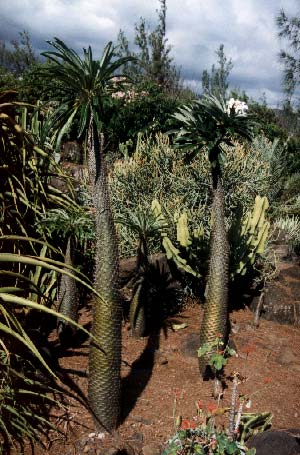 Madagaskar Palme